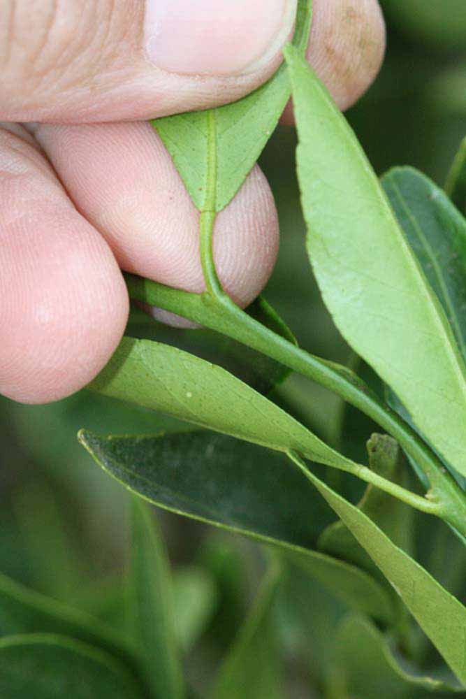              Petiole (Riverside, CA)       